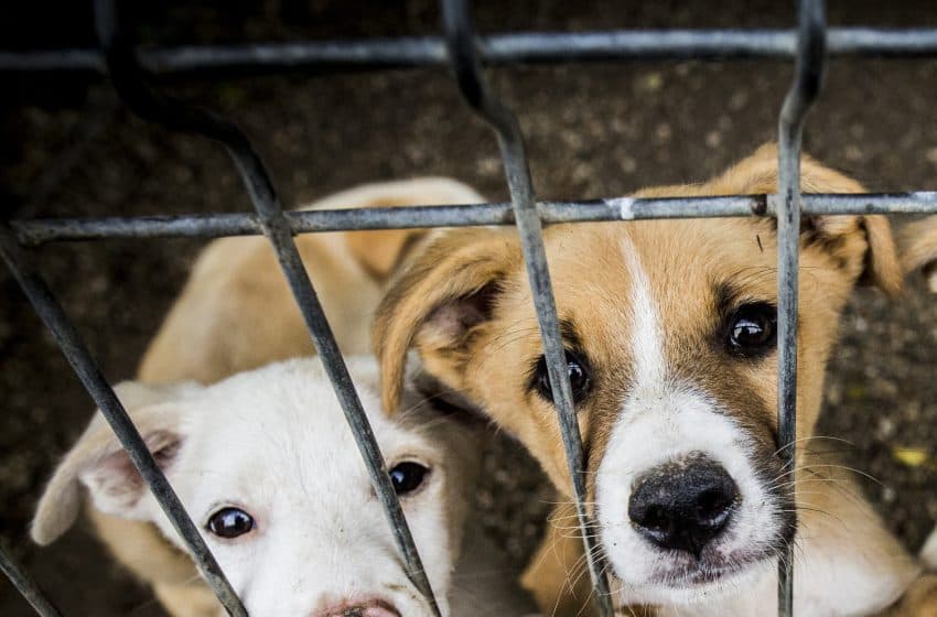 Parlamentul a aprobat noi reguli privind protecția și bunăstarea animalelor