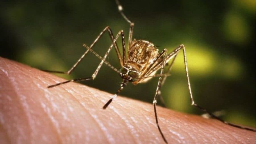 Două cazuri de infecție cu virusul West Nile, confirmate în Republica Moldova