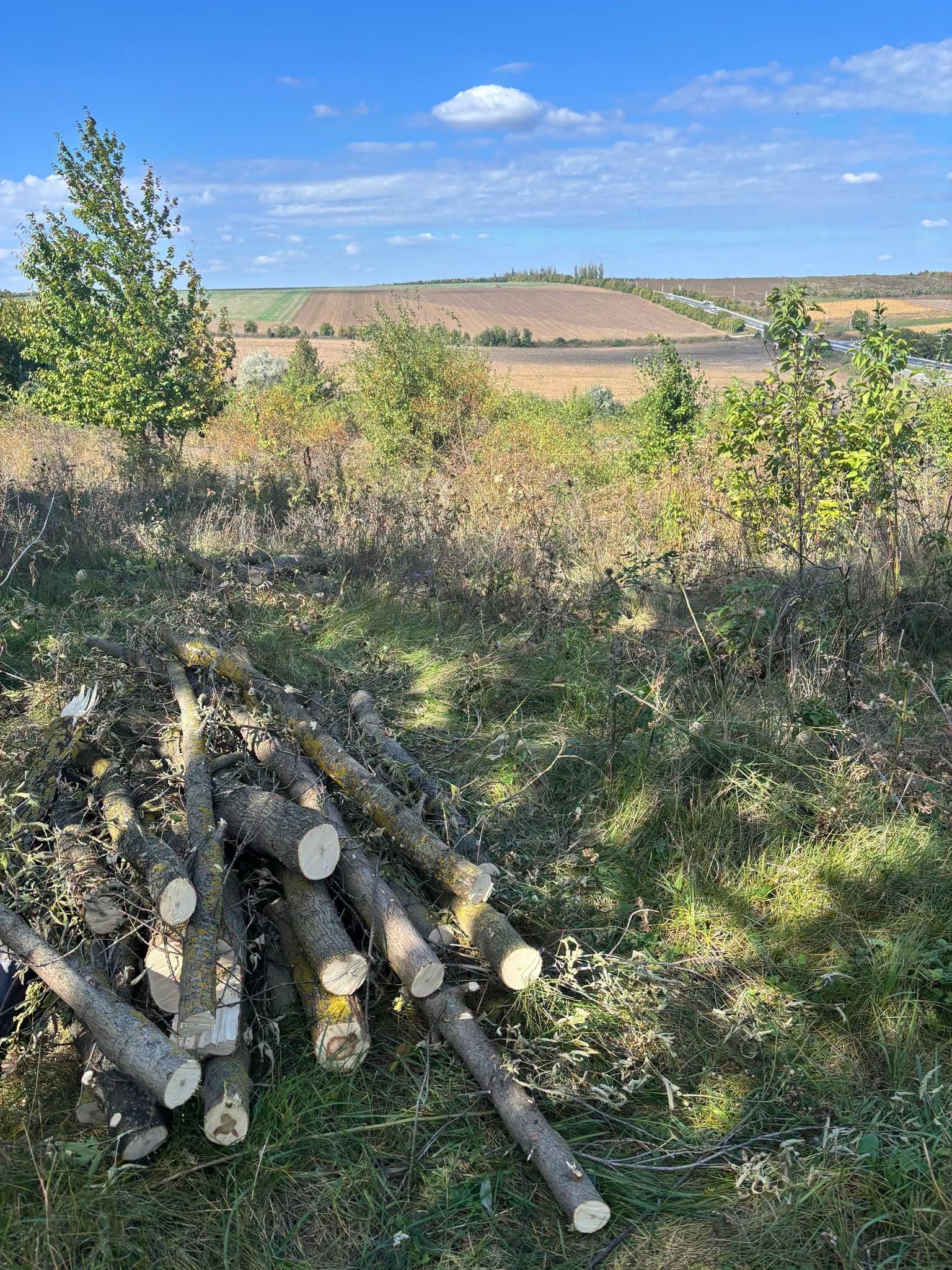 Tăieri ilegale de arbori, la Soroca și Șoldănești