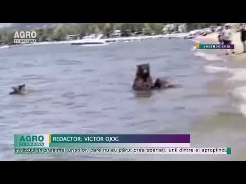 Și urșii vor la plajă / VIDEO