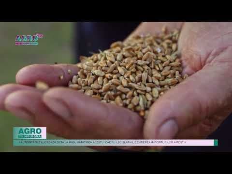 Ministerul Agriculturii extinde licențierea importului de cereale și oleaginoase