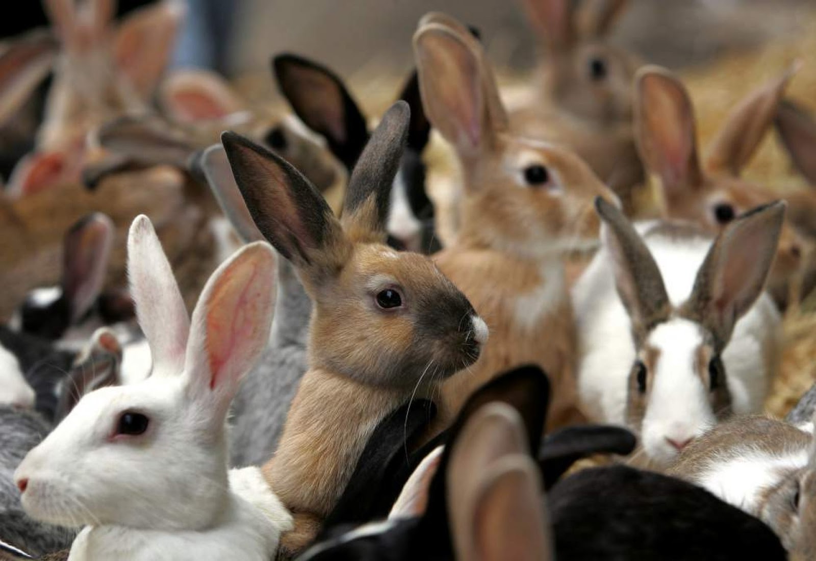 В питомнике живет несколько кроликов разного цвета. Раббит кролиководческая ферма. Кроличья ферма Севастополь. Много кроликов. Зайцы много.