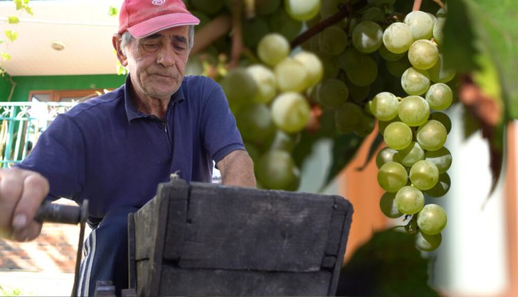 Cum se face vinul de casă la sate VIDEO AgroTV